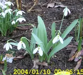 großes Schneeglöckchen-01.webp