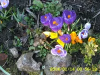 03-krokusse.webp