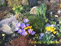 11-krokusse.webp