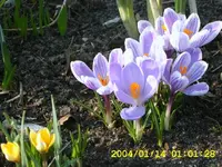 12-krokusse.webp