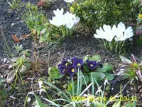 krokusse und prime.webp