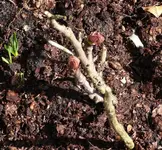 P1030996_600_559.webp
