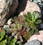 P1040006_580_600.webp
