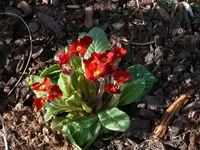 P1040025_600_450.webp