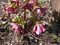 Garten März 2 001.webp