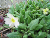 IMG_1426.webp