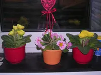 Garten 018.webp