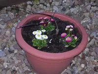 Garten 020.webp