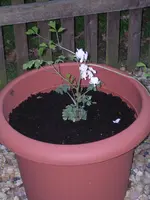 Garten 021.webp