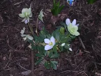 Garten 022.webp