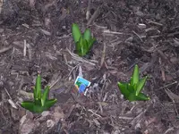 Garten 023.webp