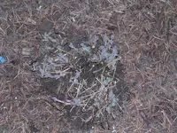 Garten 025.webp
