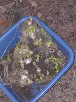 Garten 026.webp