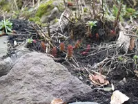 P3181664.webp