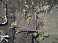 aivlis kir oregano.webp