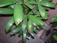 DSCN2078.webp