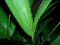 DSCN2077.webp
