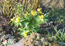 11-krokusse-2.webp