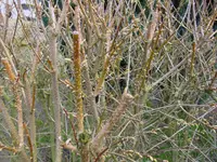 DSC01908.webp