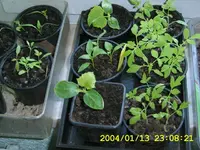 meine tomatenkinder 17.032009.webp