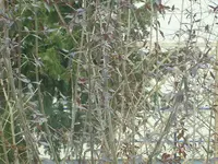 004.webp