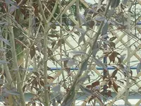 005.webp