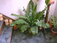 IMAG0691.webp