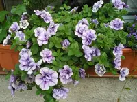 Petunie 1.webp