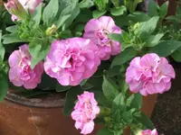 Petunie 4.webp