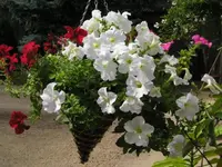 Petunie 2.webp