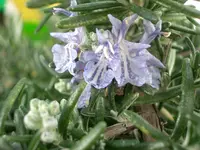 CIMG5114.webp