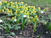 Frühlingsknotenblume.webp