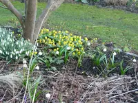 Winterlinge.webp