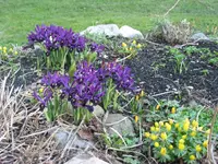 Iris.webp