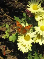 CIMG0128.webp