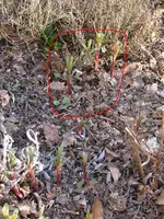 DSCN5670.webp