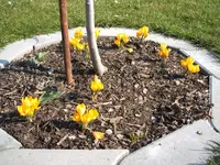 Garten 028.webp