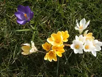 Garten 037.webp