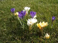 Garten 038.webp