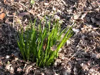 Schnittlauch.webp