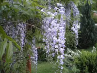 Blauregen.webp