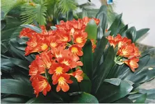 Clivia 2.jpg