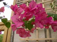 Garten 008.webp