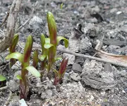 estragon-austrieb.webp