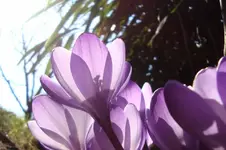 DSC03524.webp