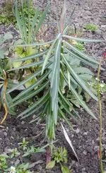 Unbek Pflanze2009.webp
