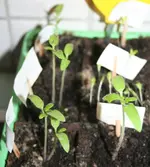 tomatenpflänzchen.webp