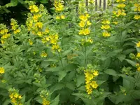 Garten 06-2 020.webp