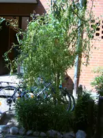 Weide1.webp