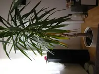DSCN0479a.webp